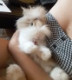 Adel_395