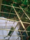 ChameleonPascal