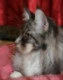 leky