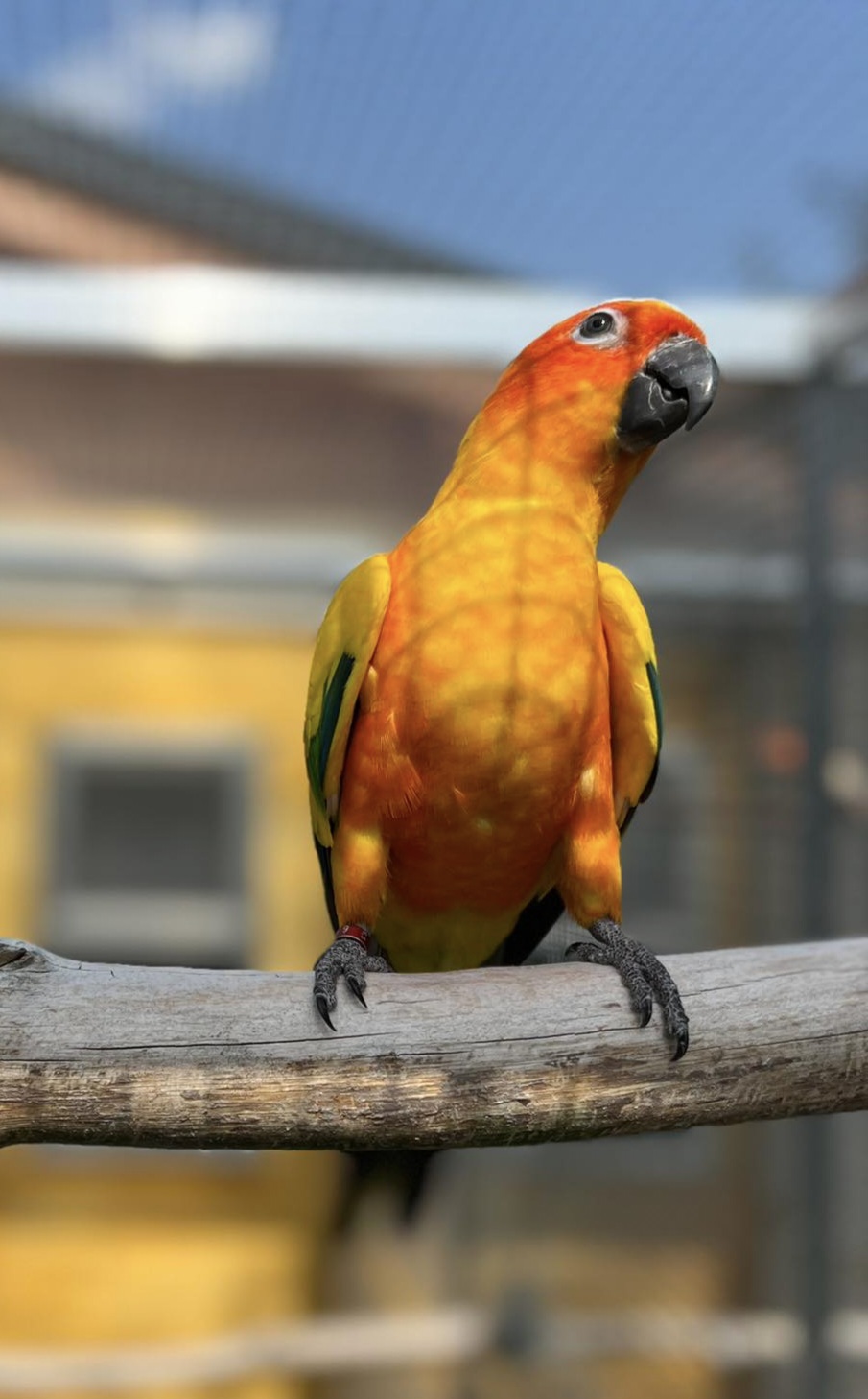 Mawenzi