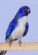 daktari