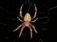 araneus84