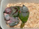 pfparrots