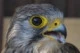 falco363