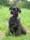 brixie