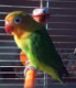 sonea