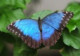Entomologist