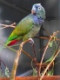 pionussenilis