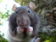 gepard.alca