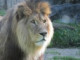 pavon