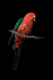 Alisterus 23