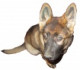 styling_psů_brno.cz