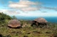 naultinus