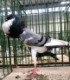 potesil