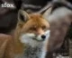 sfox