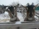 Rampouch