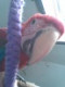 pipi