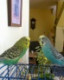 animallover