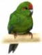 kakariki88