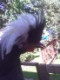 chovatel.slepic