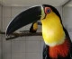 Ramphastos