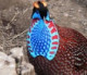 tragopan