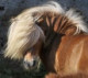 aggitta