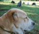 lydie