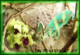 Chameleon Jemenský