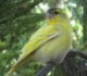 redpoll