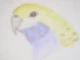 lepibird