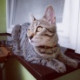 Valeas blog