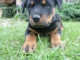 dogy