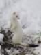 mustela.erminea