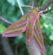 zajimaveexemplare
