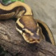 python