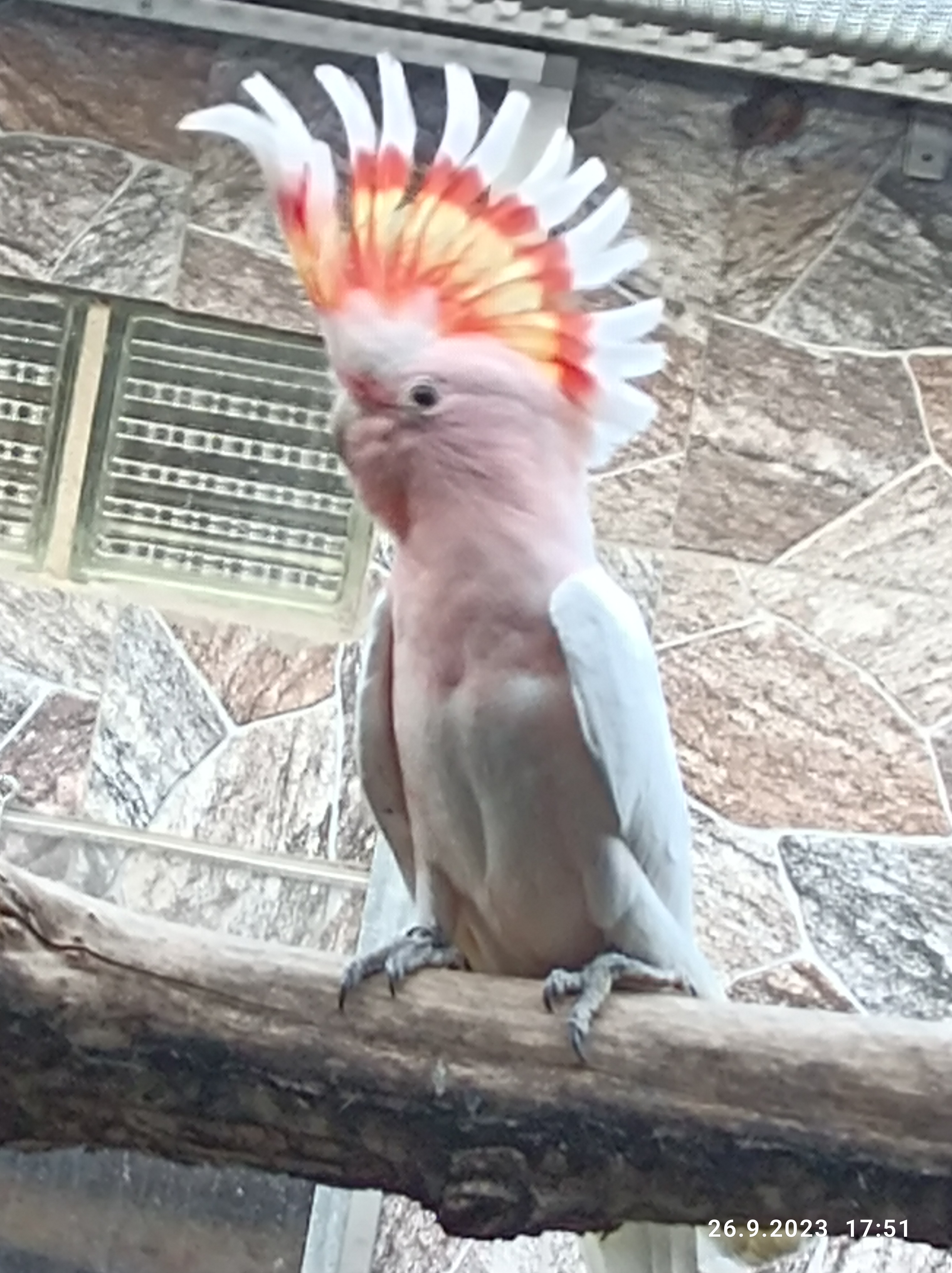 martinf