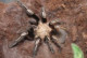 spider83