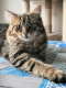 CatGuy