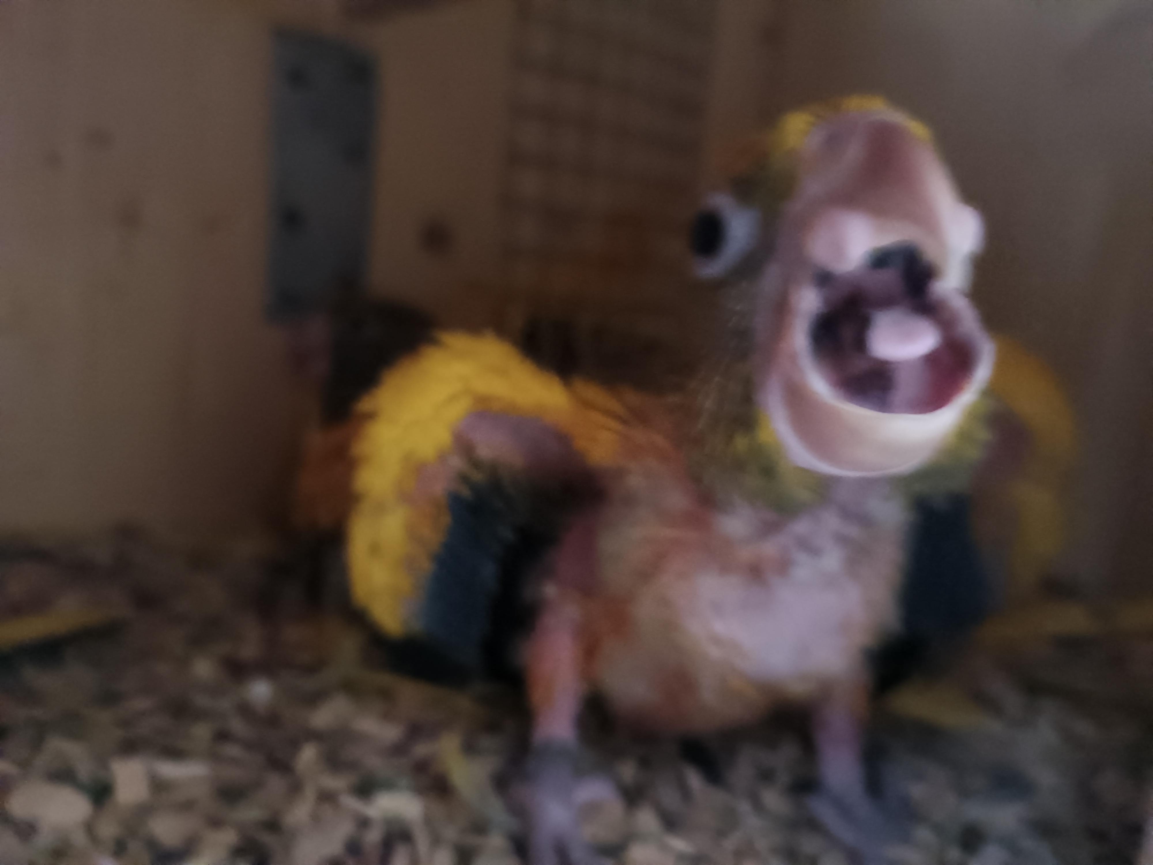 Aratinga7