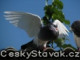 ceskystavak.cz