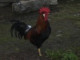 paďajs