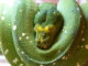 tupinambis