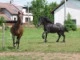 tarrrunka