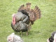 tom555