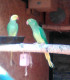 Kropec