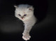StElli Cattery