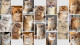 ambervillardcattery