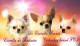 CHIHUAHUA DE ESTRELLA PUERTA