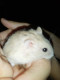 Škreči